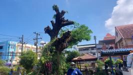 ดับเพลิงแม่สอด ออกตัดต้นไม้ภายในสำนักงานสรรพสามิตพื้นที่ตาก สาขาแม่สอด