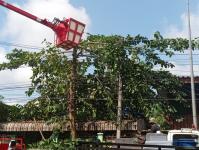 ดับเพลิงแม่สอด ตัดต้นไม้ หน้าบ้านประชาชน บริเวณถนนแม่สอด-แม่ตาว ทางไปโรงพยาบาลแม่สอด อำเภอแม่สอด จังหวัดตาก