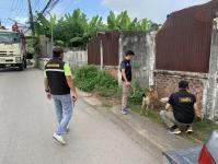 เทศกิจแม่สอด ดำเนินการแจ้งเจ้าของแพะหลุด ถนนราษฎร์อุทิศ แม่สอด