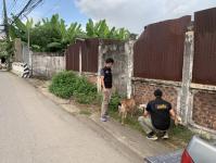 เทศกิจแม่สอด ดำเนินการแจ้งเจ้าของแพะหลุด ถนนราษฎร์อุทิศ แม่สอด