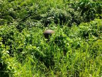 ดับเพลิงนครแม่สอด ดำเนินการออกสำรวจท่อประปาดับเพลิง(หัวแดง) เขตเทศบาลนครแม่สอด