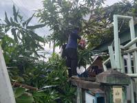 ดับเพลิงแม่สอด ออกตัดต้นไม้บริเวณบ้านทุ่งซอยกลาง ชุมชนบ้านทุ่ง