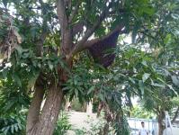 ดับเพลิงแม่สอด ออกตีรังผึ้งหลวง บ้านพักผู้พิพากษาแม่สอด