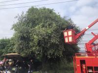 ดับเพลิงแม่สอด ออกตัดต้นไม้แนวสายไฟฟ้า หน้าไทยแสงทองบ้านทุ่ง