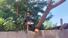 ดับเพลิงแม่สอด ออกตัดต้นไม้ล้มทับรั้วบ้านประชาชน บริเวณถนนแม่สอด-แม่ตาว