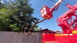 ดับเพลิงแม่สอด ออกตัดต้นไม้ล้มทับรั้วบ้านประชาชน บริเวณถนนแม่สอด-แม่ตาว