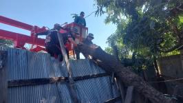 ดับเพลิงแม่สอด ออกตัดต้นไม้ล้มทับรั้วบ้านประชาชน บริเวณถนนแม่สอด-แม่ตาว