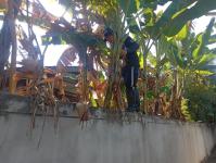 ดับเพลิงแม่สอด ออกตัดแต่งต้นไม้ภายในวัดมณีไพรสณฑ์ เพื่อเรียมงานลอยกระทง