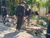 ดับเพลิงแม่สอด ออกตัดแต่งต้นไม้ภายในวัดมณีไพรสณฑ์ เพื่อเรียมงานลอยกระทง