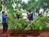 ดับเพลิงเเม่สอด ร่วมกองช่าง ตัดต้นไม้ รร.เทศบาลวัดดอนเเก้ว