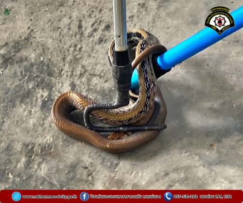 ดับเพลิงนครแม่สอด ออกดำเนินการจับสัตว์เลื้อยคลาน (งู) บ้านเรือนประชาชน ใกล้เคียงอู่ช่างเปี๊ยก