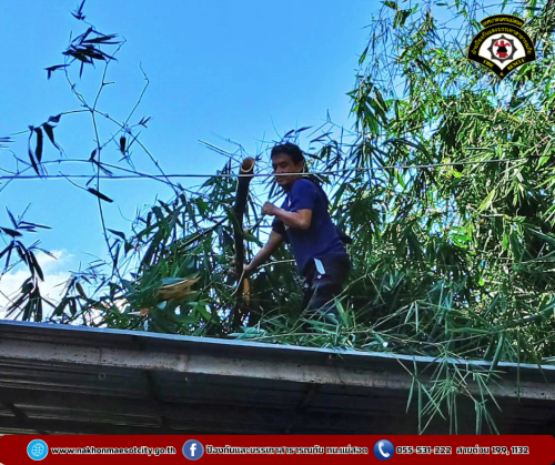 ดับเพลิงนครแม่สอด ออกดำเนินการตัดต้นไม้พาดผ่านสายไฟฟ้า บริเวณโรงเรียนเฉลิมพระเกียรติฯ (ท.5)