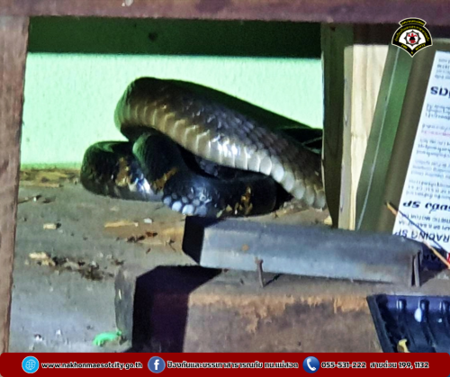 ดับเพลิงนครแม่สอด ออกดำเนินการจับสัตว์เลื้อยคลาน (งูจงอาง) บ้านเรือนประชาชน เขตพื้นที่ตำบลแม่ปะ