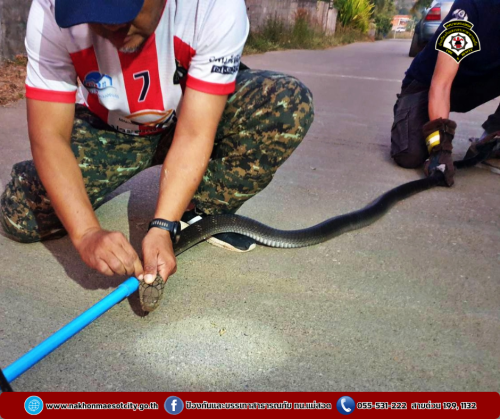 ดับเพลิงนครแม่สอด ออกดำเนินการจับสัตว์เลื้อยคลาน (งูจงอาง) บ้านเรือนประชาชน เขตพื้นที่ตำบลแม่ปะ