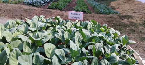 ผักปลอดสาร