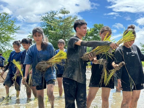 โครงการการทำนาข้าวอินทรีย์