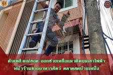 ดับเพลิงเเม่สอด ออกช่วยเหลือเเมวติดบนเสาไฟฟ้า หน้าร้านขายอาหารสัตว์ ตลาดสดบ้านเหนือ