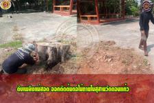ดับเพลิงเเม่สอด ออกตัดตอไม้ภายในสุสานวัดดอนเเก้ว
