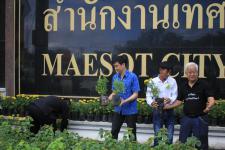 เทศบาลนครแม่สอด ดำเนินโครงการปลุกดอกดาวเรือง ถวายเป็นพระราชกุศล