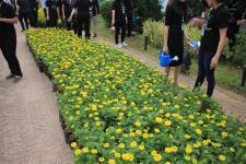 เทศบาลนครแม่สอด ดำเนินโครงการปลุกดอกดาวเรือง ถวายเป็นพระราชกุศล