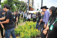 เทศบาลนครแม่สอด ดำเนินโครงการปลุกดอกดาวเรือง ถวายเป็นพระราชกุศล