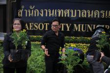 เทศบาลนครแม่สอด ดำเนินโครงการปลุกดอกดาวเรือง ถวายเป็นพระราชกุศล