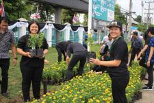 เทศบาลนครแม่สอด ดำเนินโครงการปลุกดอกดาวเรือง ถวายเป็นพระราชกุศล
