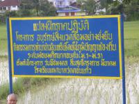 โรงเรียนเทศบาลบาลวัดดอนแก้วจัดกิจกรรมการทำนาข้าวอินทรีย์โดยใช้ภูมิปัญญาท้องถิ่น