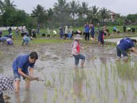 โรงเรียนเทศบาลบาลวัดดอนแก้วจัดกิจกรรมการทำนาข้าวอินทรีย์โดยใช้ภูมิปัญญาท้องถิ่น