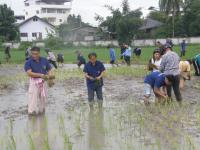 โรงเรียนเทศบาลบาลวัดดอนแก้วจัดกิจกรรมการทำนาข้าวอินทรีย์โดยใช้ภูมิปัญญาท้องถิ่น