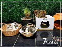 7Cats เซเว่นแคท Cafe&Bar แม่สอด