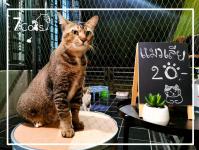 7Cats เซเว่นแคท Cafe&Bar แม่สอด
