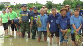 นายกเทศมนตรีนครแม่สอด จัดโครงการ ลงแขกทำนาข้าวอินทรีย์ อนุรักษ์สิ่งแวดล้อมอย่างยั่งยืน