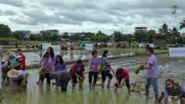 นายกเทศมนตรีนครแม่สอด จัดโครงการ ลงแขกทำนาข้าวอินทรีย์ อนุรักษ์สิ่งแวดล้อมอย่างยั่งยืน