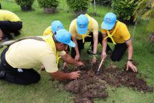 เทศบาลนครแม่สอด จัดกิจกรรมจิตอาสาปลูก “ต้นรวงผึ้ง” ต้นไม้มงคลด้วยหัวใจเฉลิมพระเกียรติ