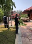 ทน.แม่สอด ลงพื้นที่ตัดต้นไม้ กิ่งไม้ ที่เสี่ยงอันตราย เพื่อรับมือกับพายุฤดูร้อน ที่อาจจะเกิดขึ้นอีกในเขตเทศบาลนครแม่สอด
